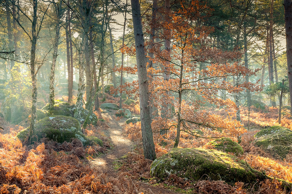 Lumière d'automne
