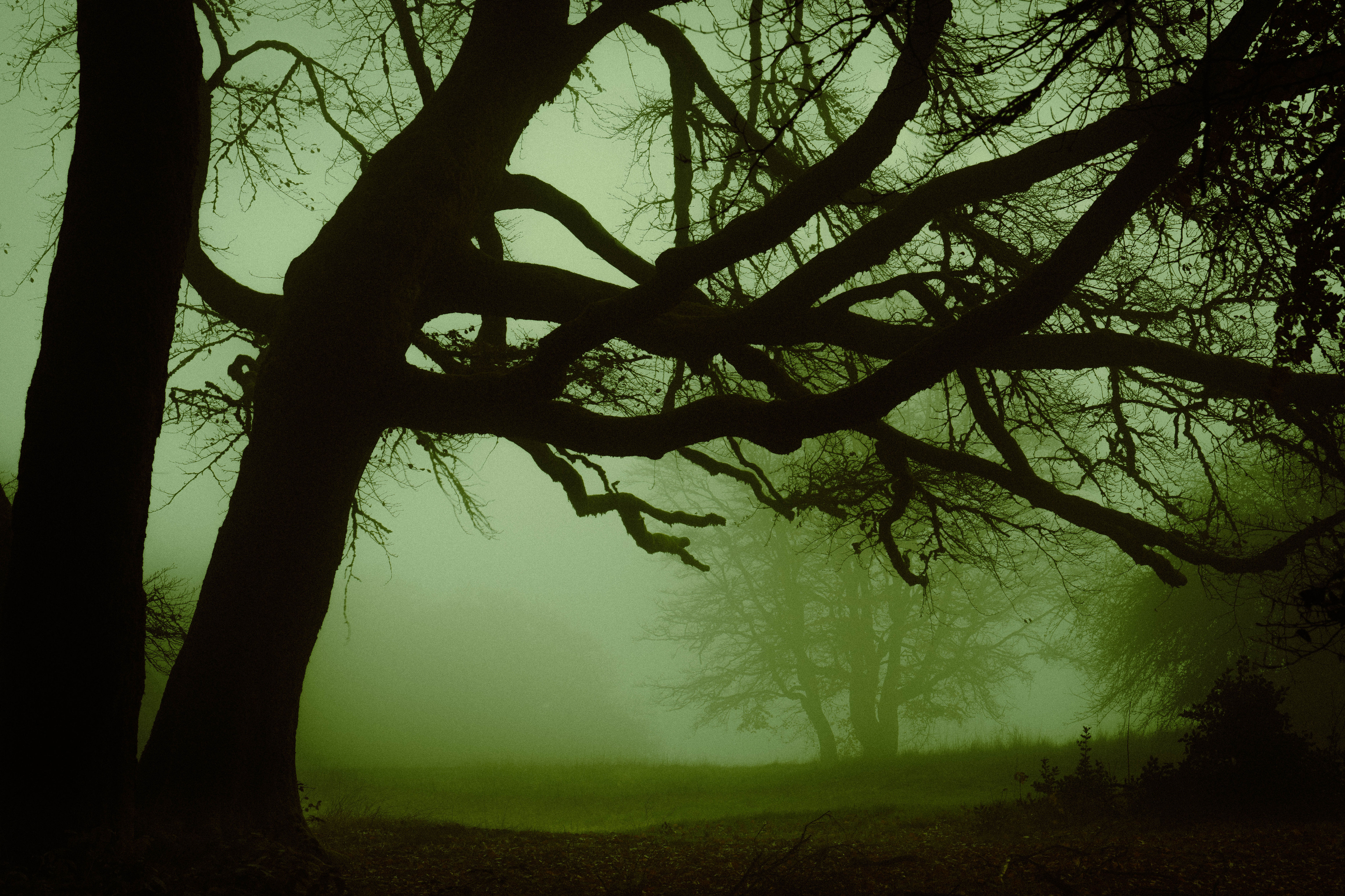 photo de la série Les brumes de l'étrange