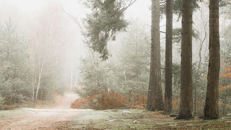 Passage dans la brume