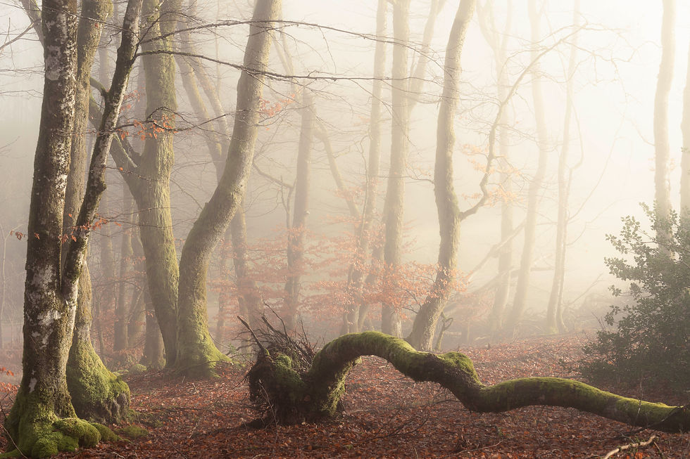 L'arbre couché