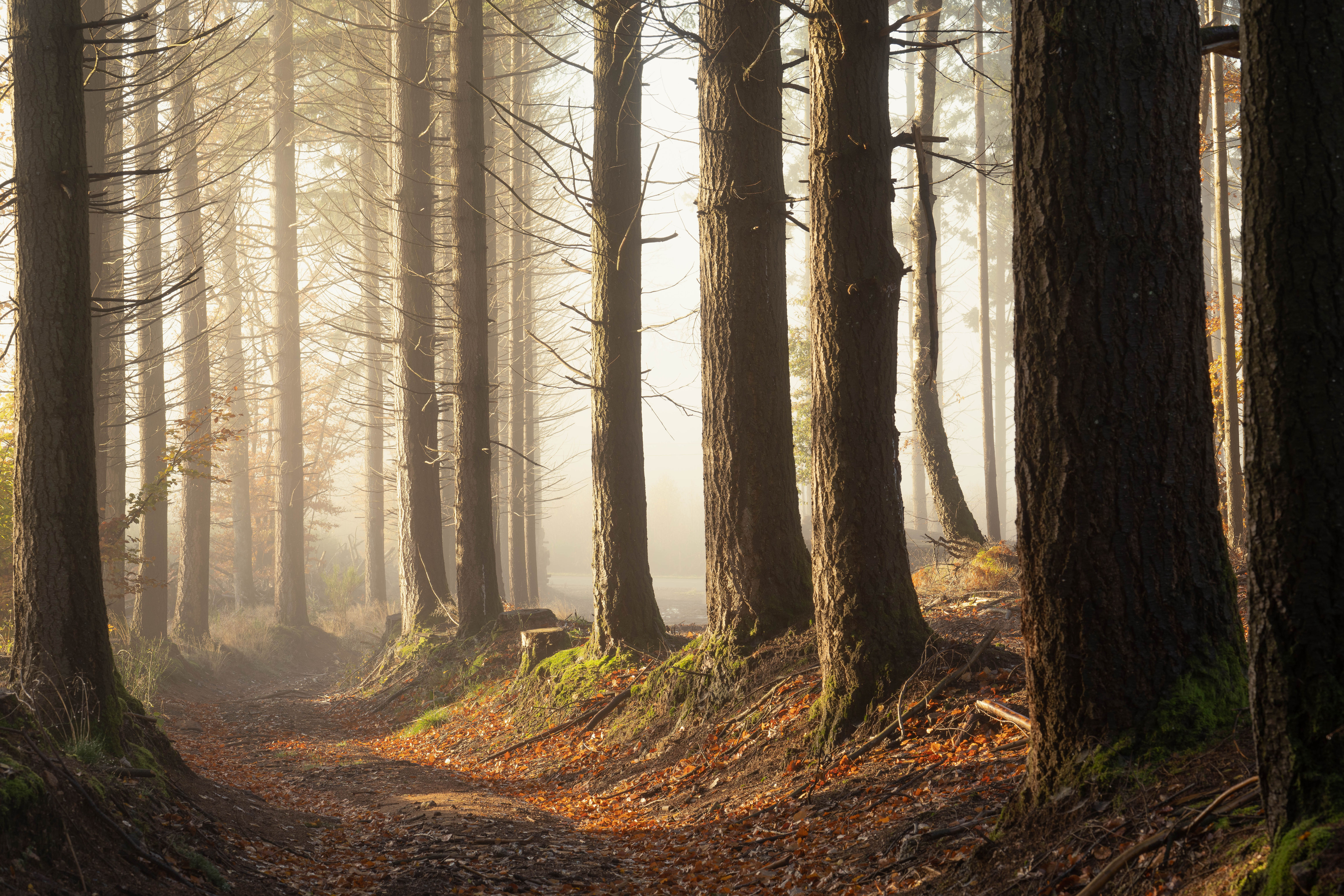photo de chemin dans la forêt éclairée