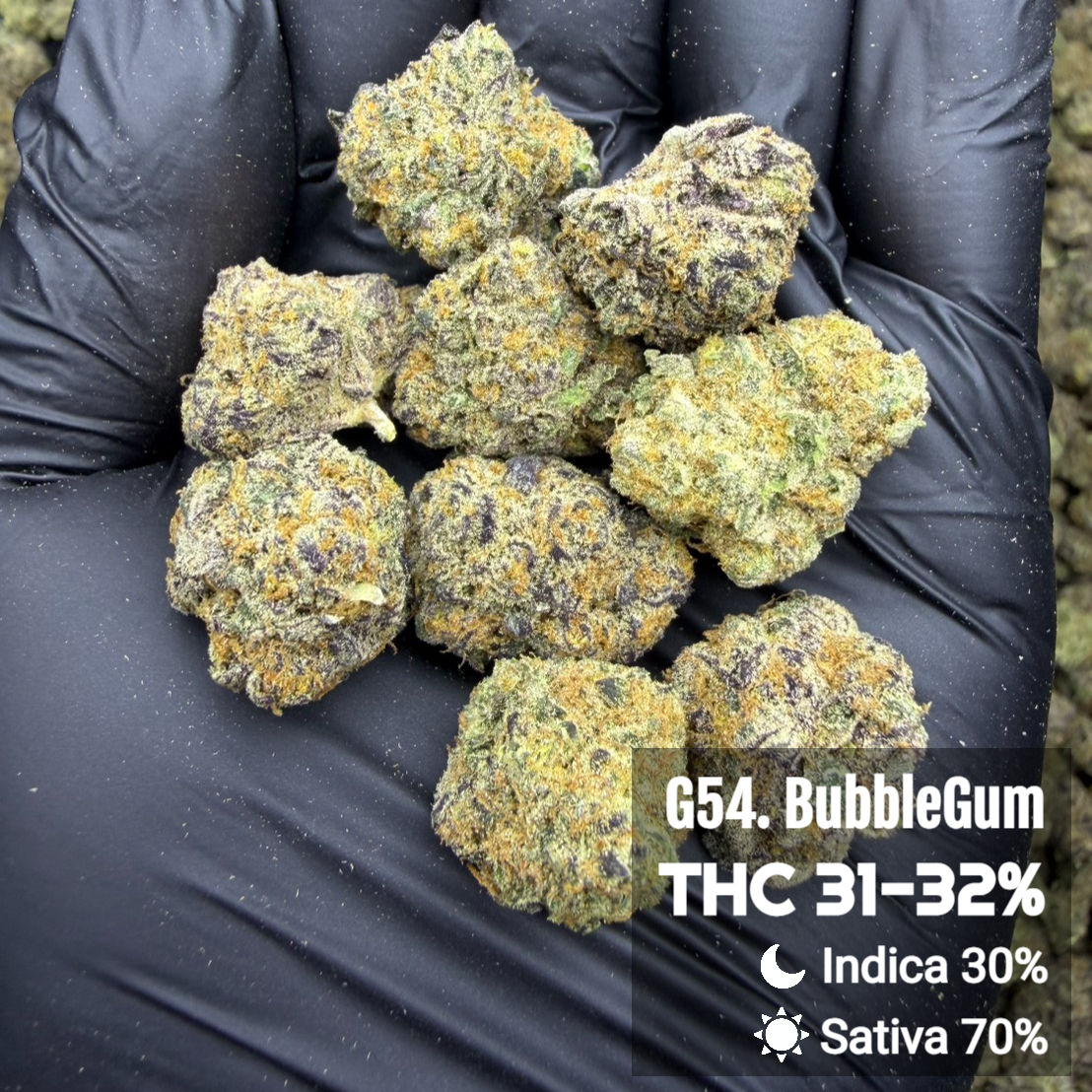 G54. BubbleGum | ThaiDama
