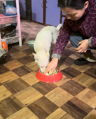 Support our project solshine fund to help stray dogs in nepal