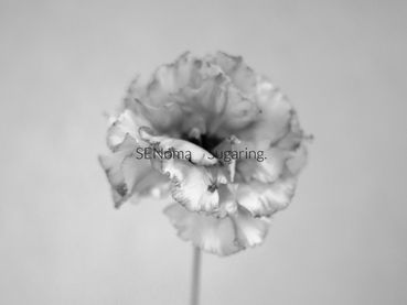 セノマシュガーリングに飾られたお花