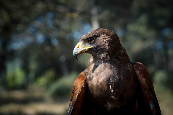 Primer plano de un halcón posado con mirada atenta – Cetrería y conservación de aves en actividad de team building.