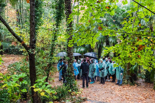 Group of people walking through a forest with umbrellas, possibly in a team building activity in nature.