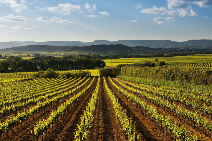 Viñedos con montañas de fondo bajo un cielo azul: Extensos campos de vides en un paisaje soleado con colinas al fondo.

