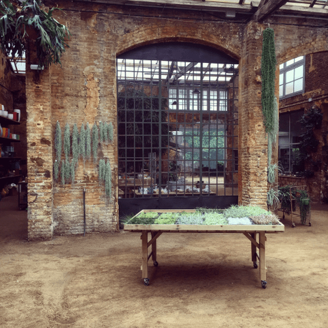Mesa de madera con suculentas en un invernadero de estilo industrial: Espacio con paredes de ladrillo antiguo, grandes ventanales y techo de metal y vidrio.