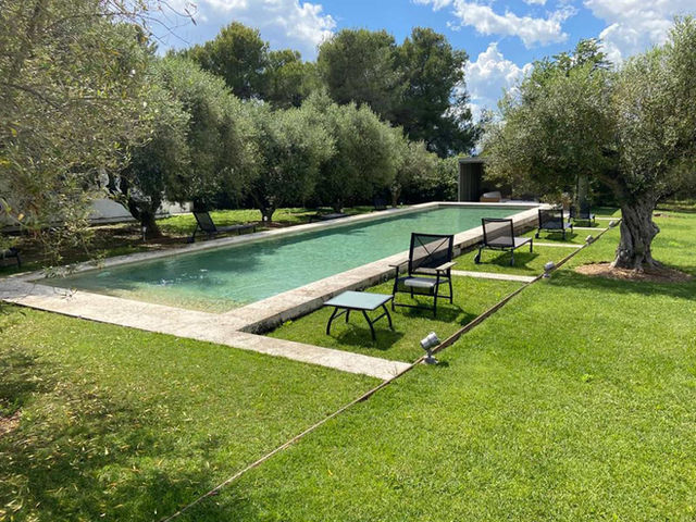 Piscina alargada rodeada de olivos y césped: Zona de descanso con tumbonas junto a una piscina rodeada de árboles y vegetación.
