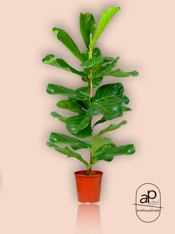 Miniatura: Ficus lyrata