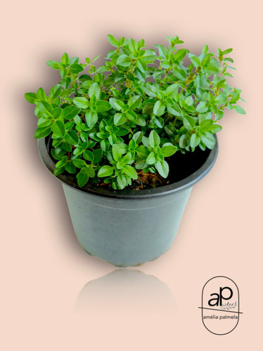 Tomilho serpão (Thymus serphyllum) | ameliapalmela