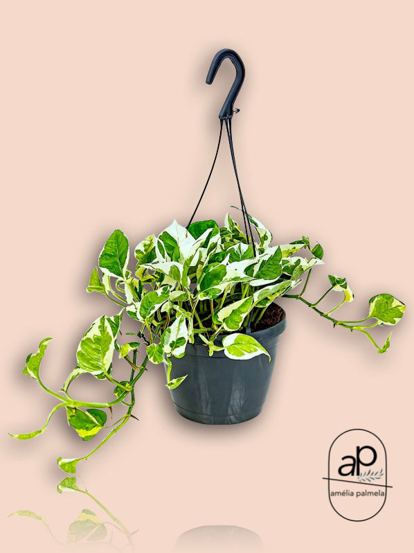 Scindapsus 'N-Joy' hangpot