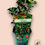 Miniatura: Ilex