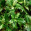 Miniatura: Osmanthus heterophyllus 'Tricolor'