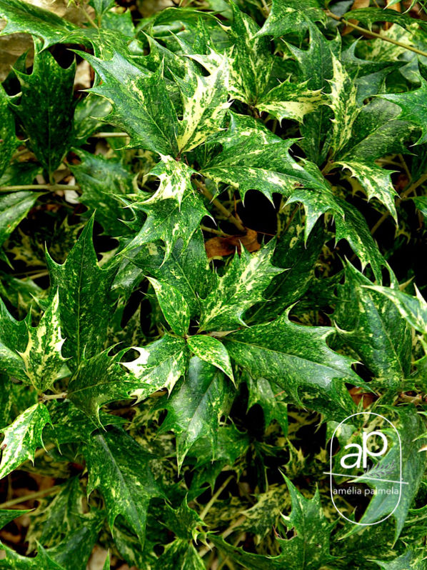 Osmanthus heterophyllus 'Tricolor'