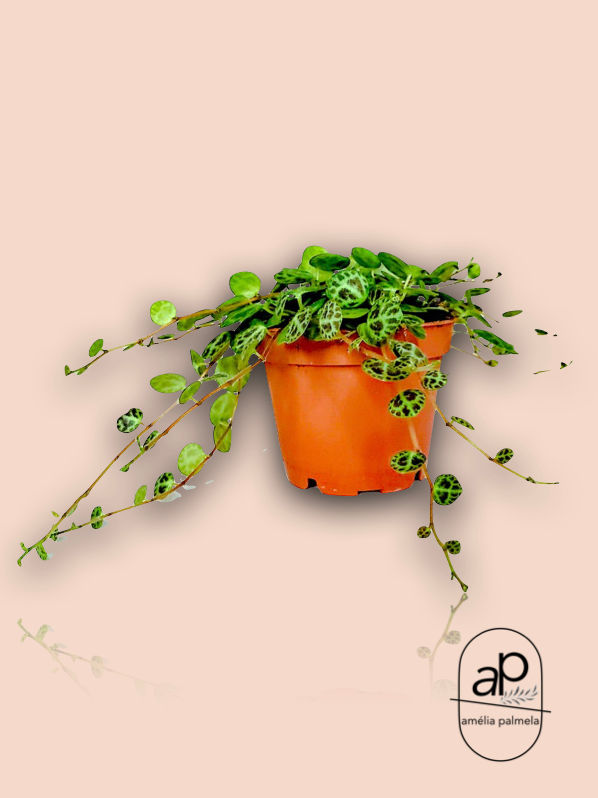 Miniatura: Peperomia prostrata ‘String of Turtles’