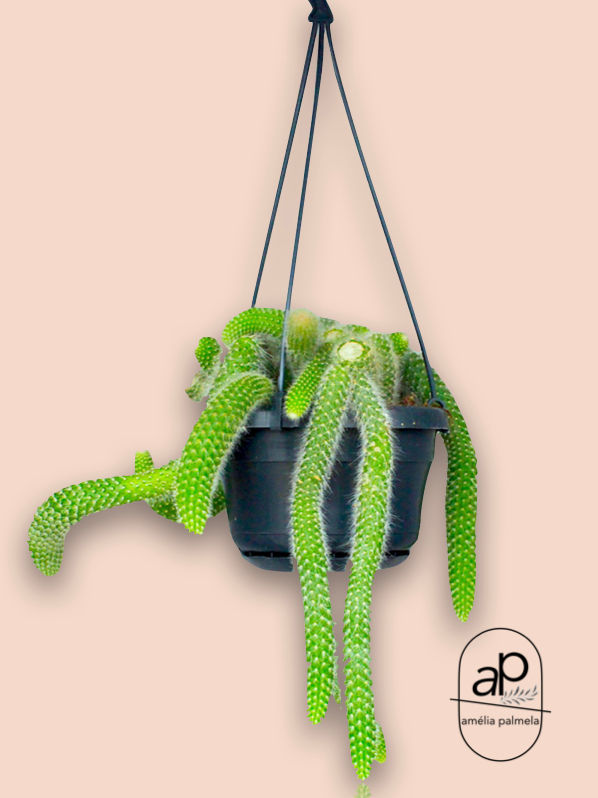 Miniatura: Hildewintera colademononis 'Monke's tail'