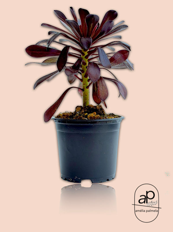 Aeonium arboreum 'Zwartkop'