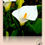 Thumbnail: Zantedeschia aethiopica