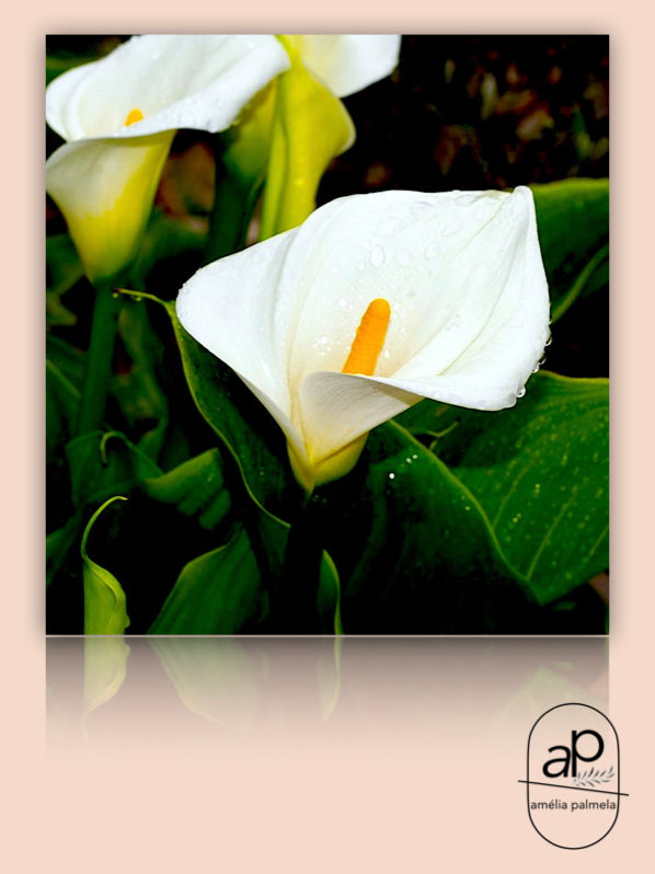 Miniatura: Zantedeschia aethiopica