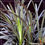 Miniatura: Ophiopogon planiscapus 'Nigrescens'
