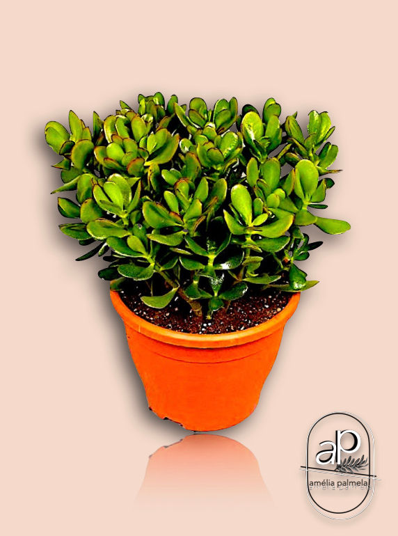 Crassula ovata