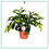 Thumbnail: Clerodendrum Wallichii Prospero