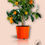 Thumbnail: Citrus Kumquat Fortunella Margarita