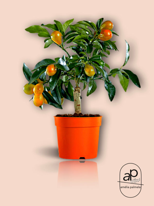 Citrus Kumquat Fortunella Margarita