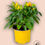 Miniatura: Capsicum annuum Samba
