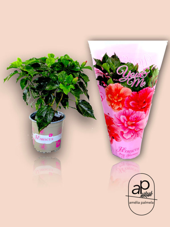 Miniatura: Hibiscus rosa sinensis dobrado ''Sunshiners®"