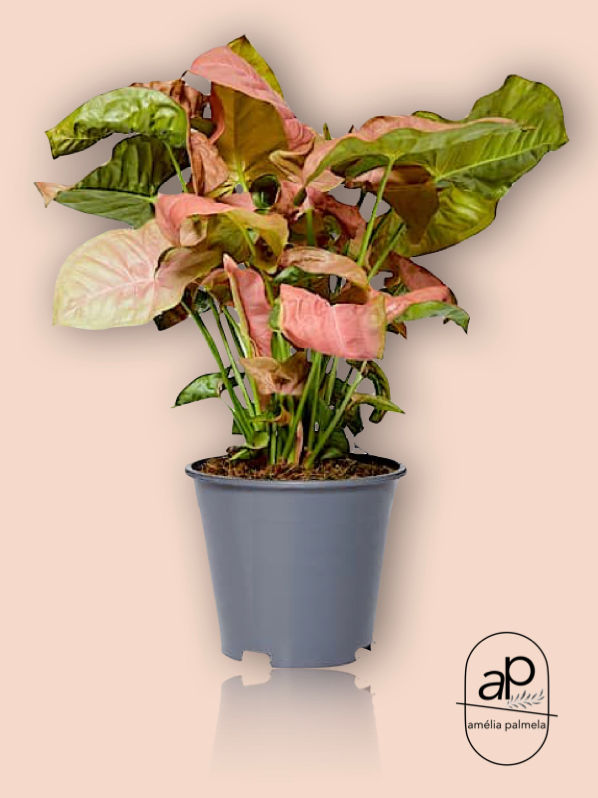 Syngonium Pink Allusion