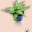 Miniatura: Aloe Mix V10