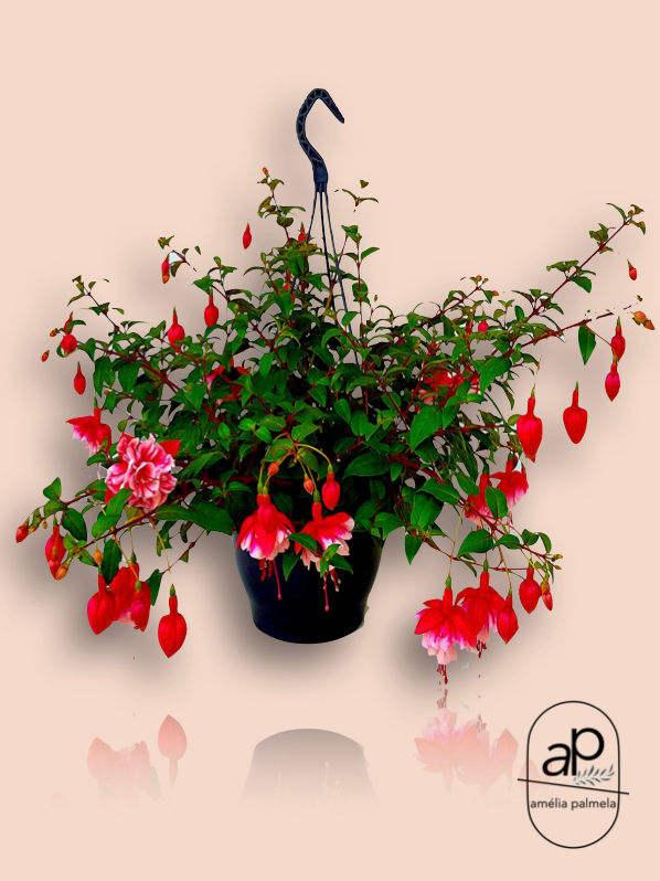 Miniatura: Fuchsia hybrida