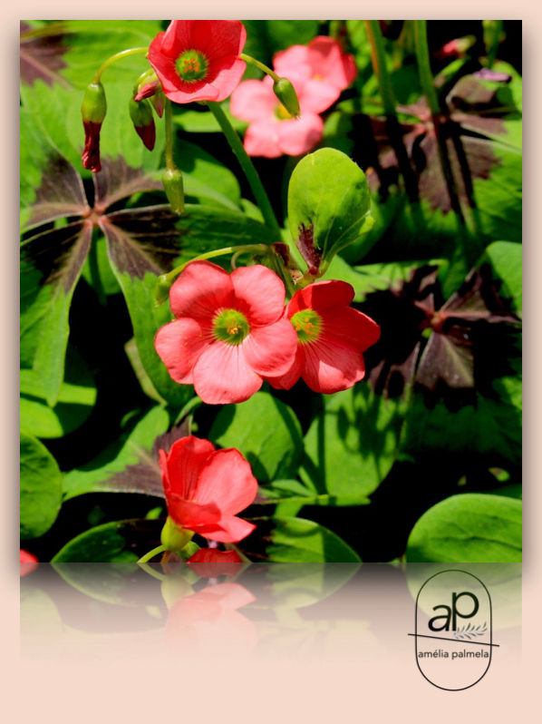 Miniatura: Oxalis tetraphylla