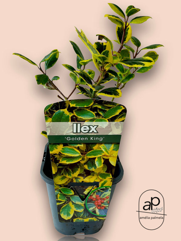 Ilex
