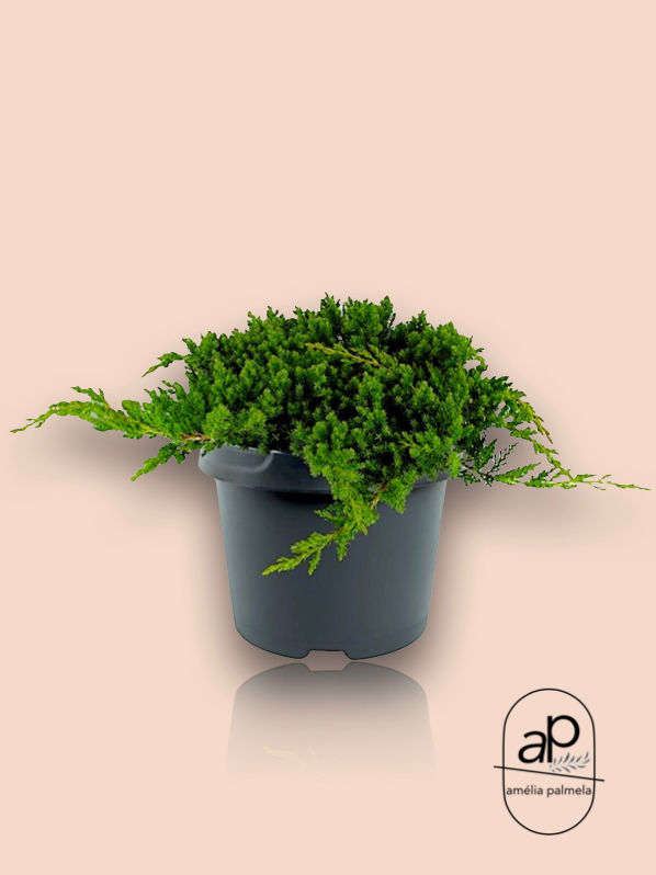 Thumbnail: Juniperus procumbens 'Nana'