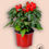 Miniatura: Capsicum annuum Samba