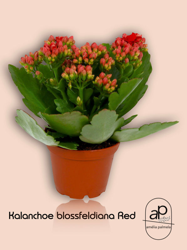 Miniatura: Kalanchoe blossfeldiana Mix