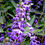 Miniatura: Hardenbergia comptuniana
