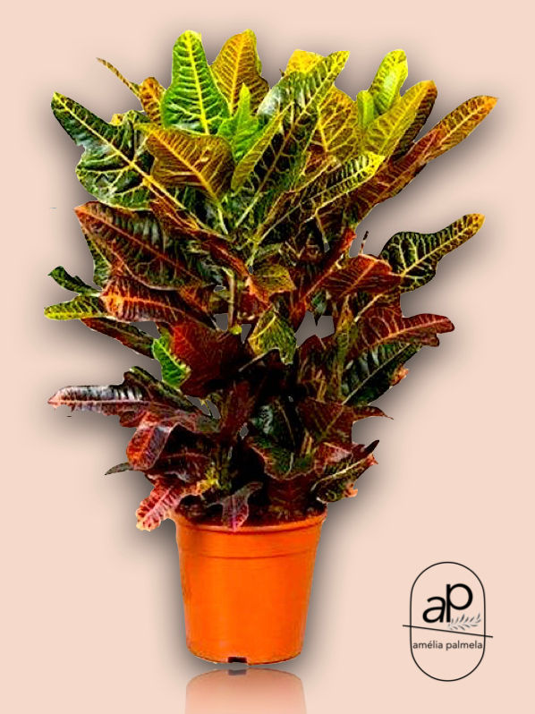 Codiaeum variegatum 'Excellent' Toef