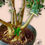 Thumbnail: Pré-Bonsai