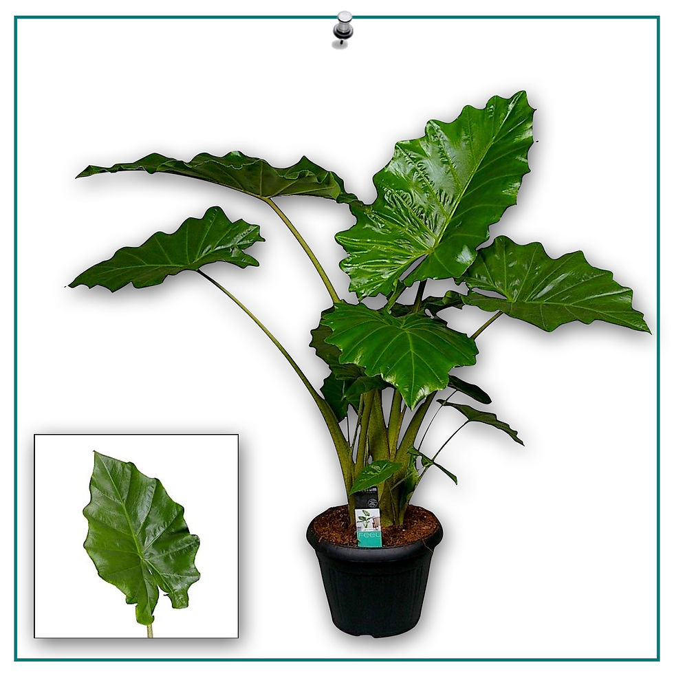 Alocasia "Portodora" decopot