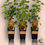Thumbnail: Ribes Rubrum 'Jonkheer Van Tets'