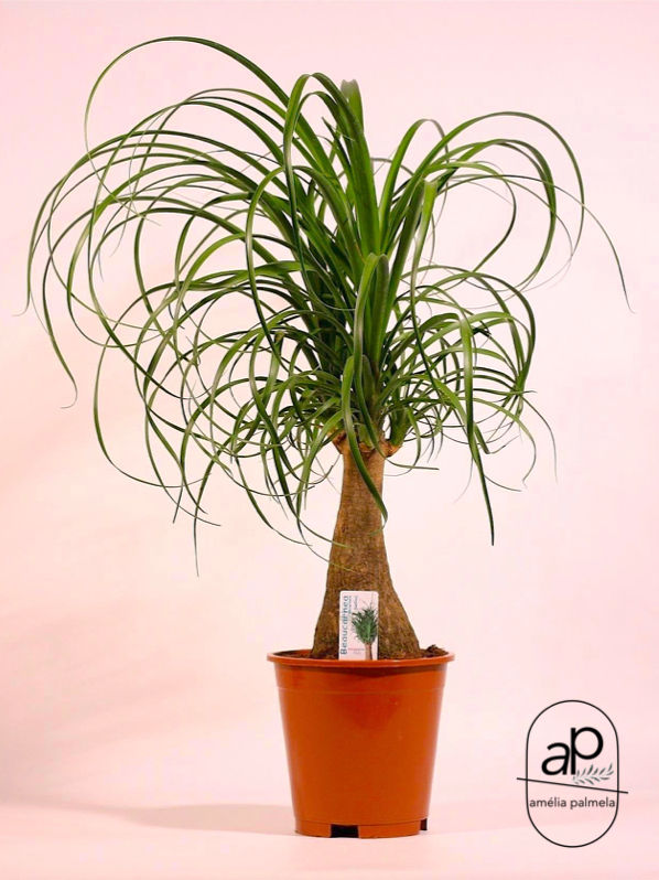 Beaucarnea recurvata