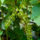 Thumbnail: Vitis Vinifera 'Boskoop Glory'