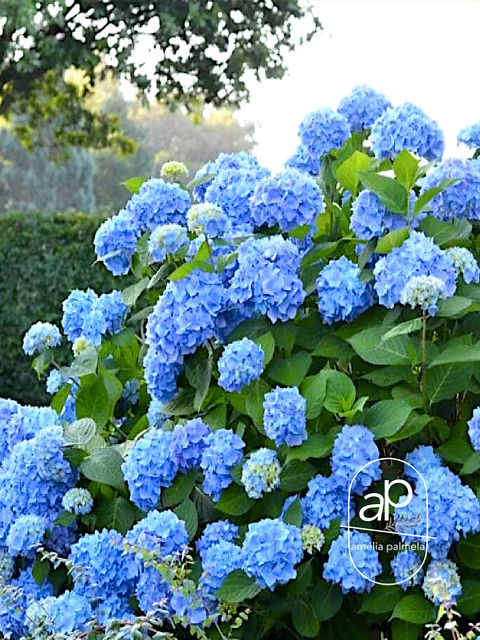Hydrangea macrophylla | ameliapalmela