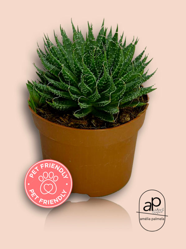 Aloe aristata