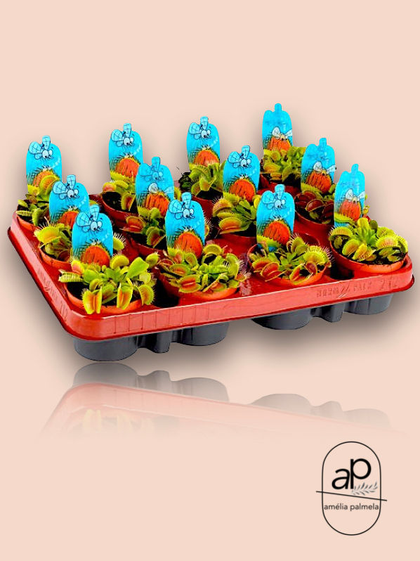 Miniatura: Dionaea muscipula