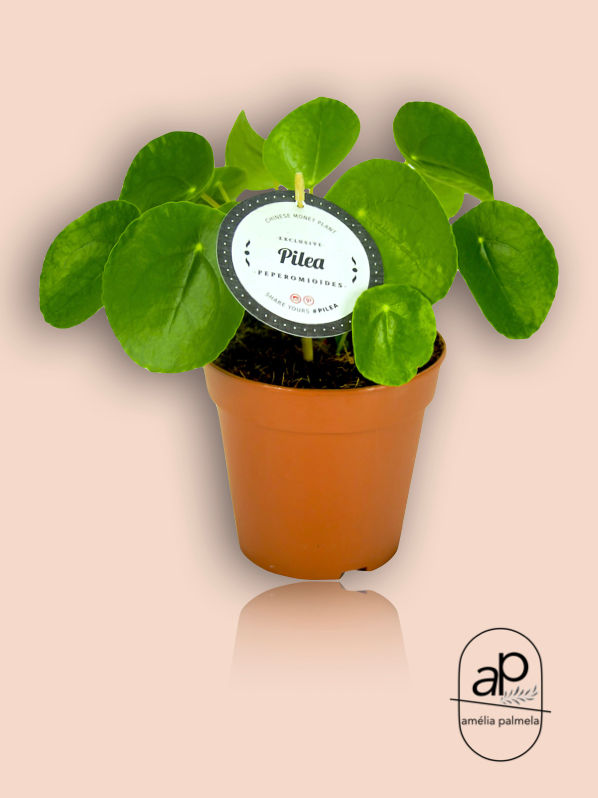 Pilea Peperomioides